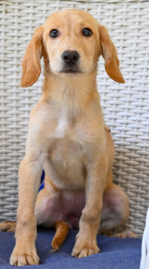Puppy Hattie photo 4