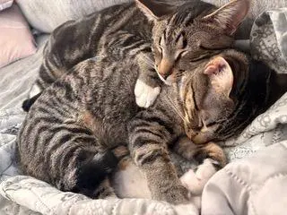 Bonkers  Dottie - Bonded Pair image 2