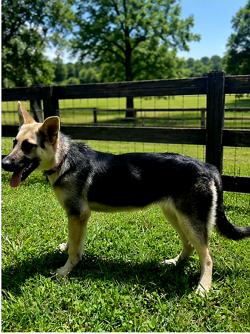 Puppy Raquel photo 3