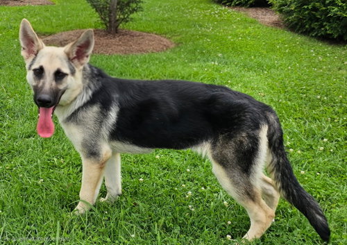 PUPPY RAQUEL photo 3