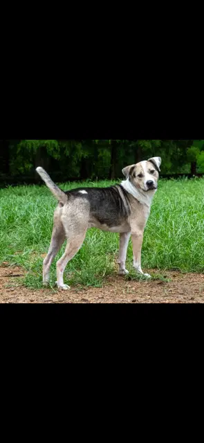 Max - Hound