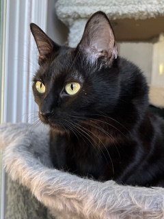 LITTLE LOVE, a cat for adoption from Critter Cavalry Rescue