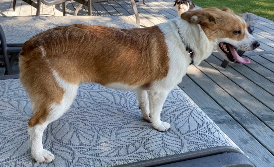 DAISY BELLE