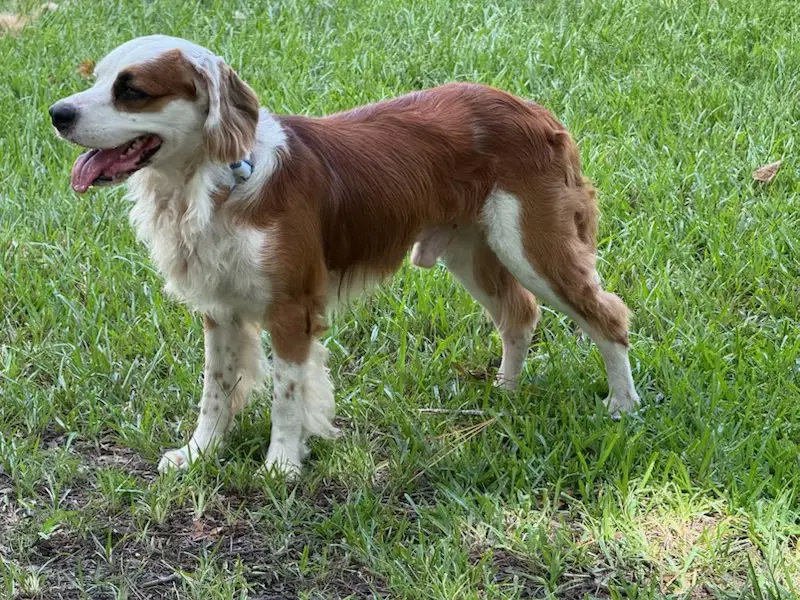 Franco - Cocker Spaniel