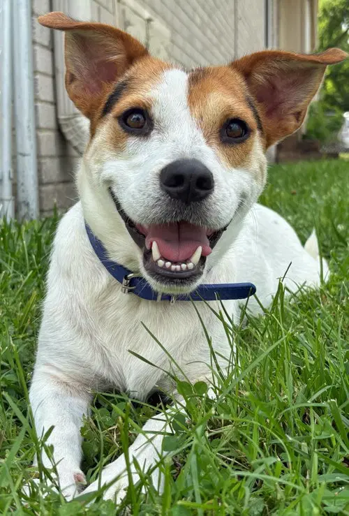 Eddie - Corgi