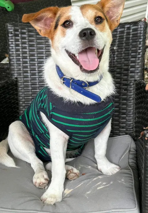 Eddie image 2