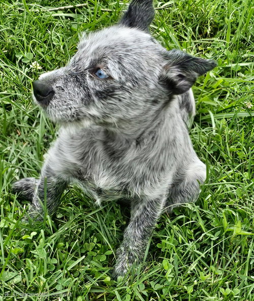 Puppy Oreo photo 2