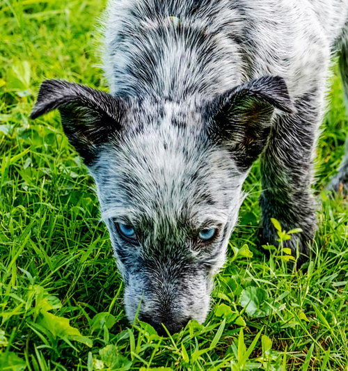 Puppy Oreo photo 3