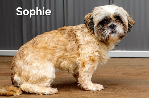 SOPHIE