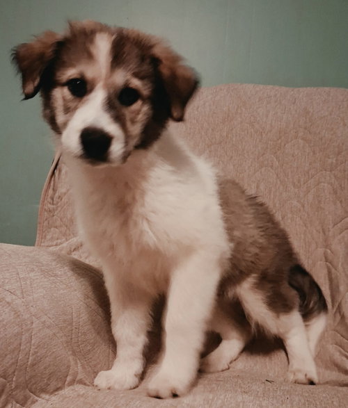 PUPPY RUMI