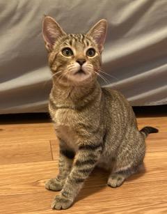 Kitten Sierra