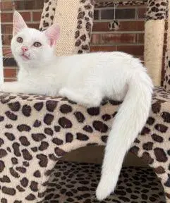 Kitten Lucia image 2