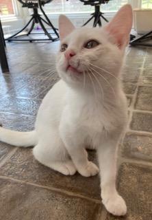 Photo 3 of KITTEN LUCIA