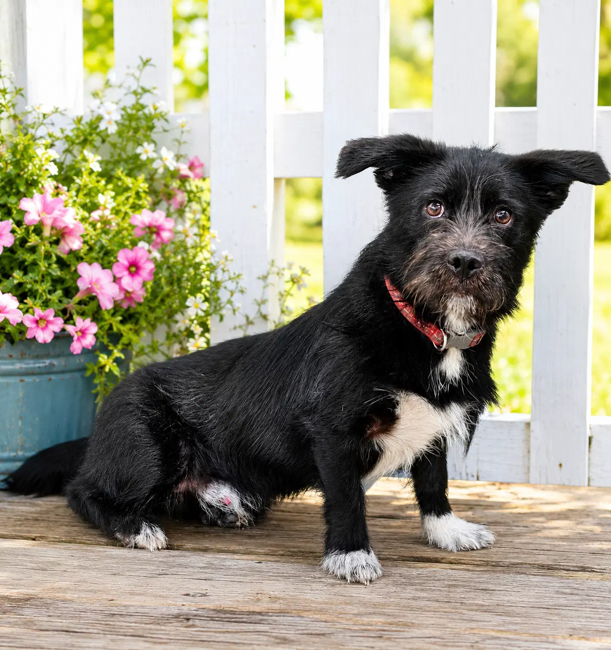 Butler - Cairn Terrier