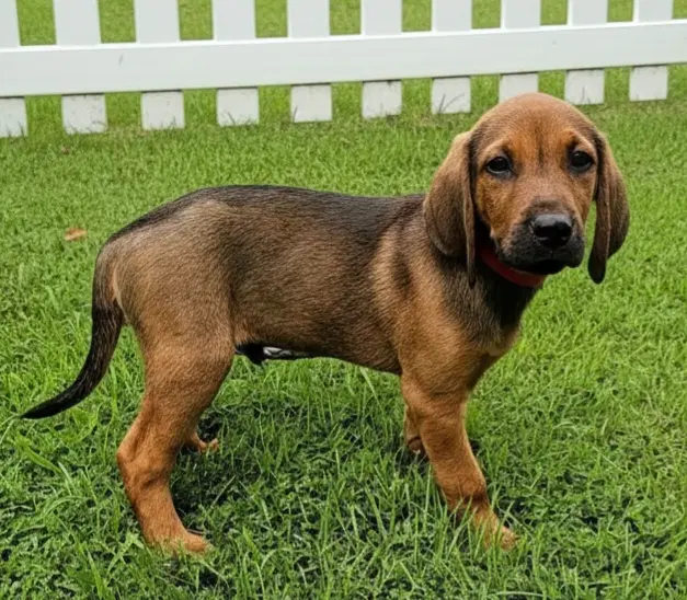 Puppy Gunner - Redbone Coonhound