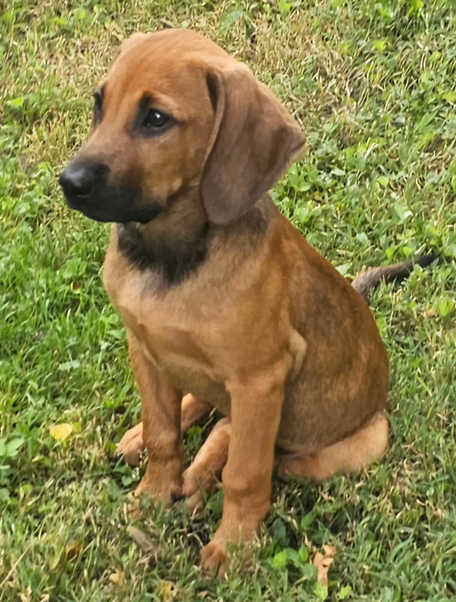 Puppy Harper - Hound