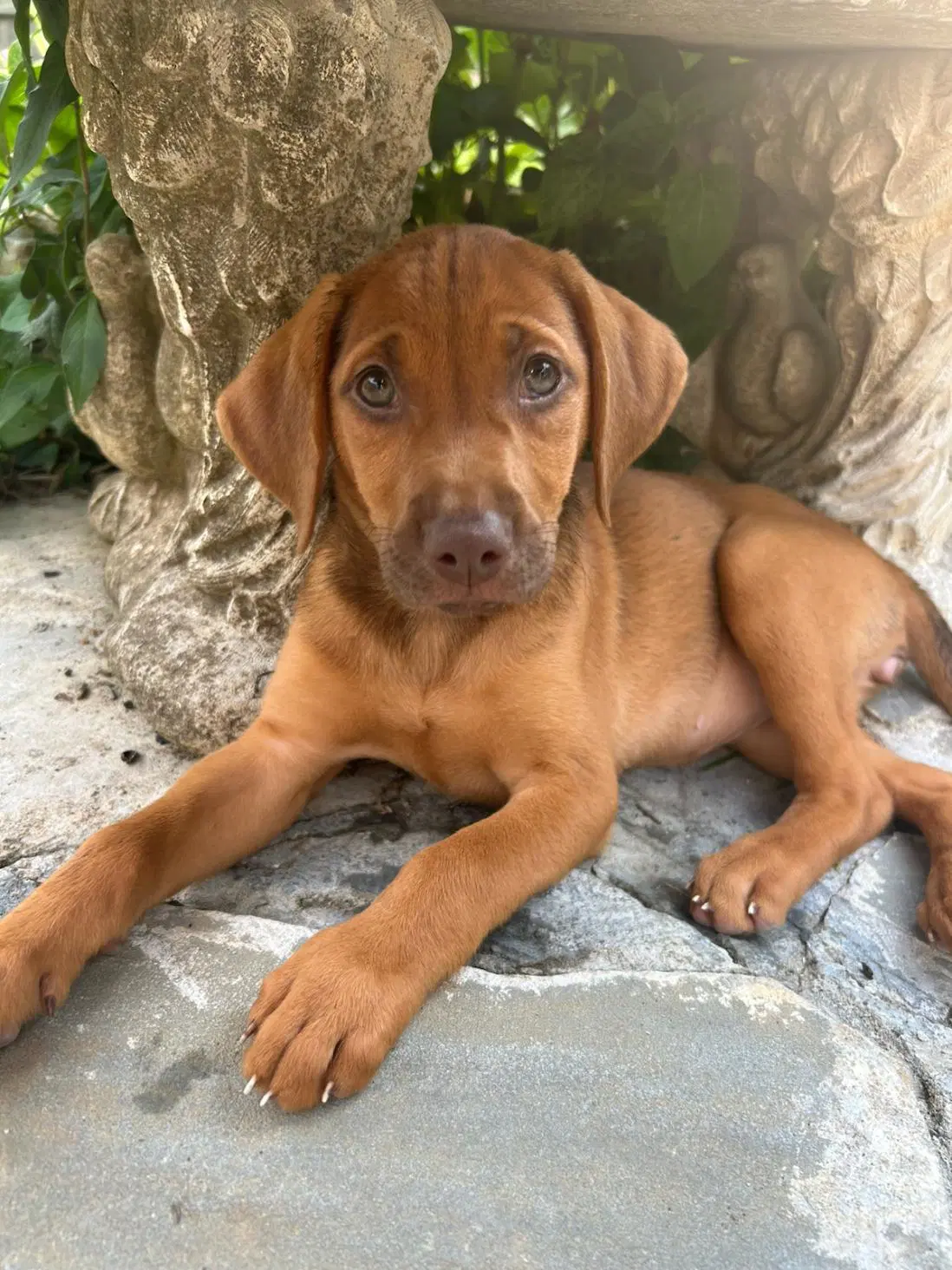 Caramel - Coonhound
