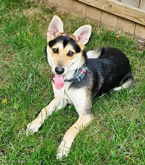 PUPPY BAMBINO photo 3