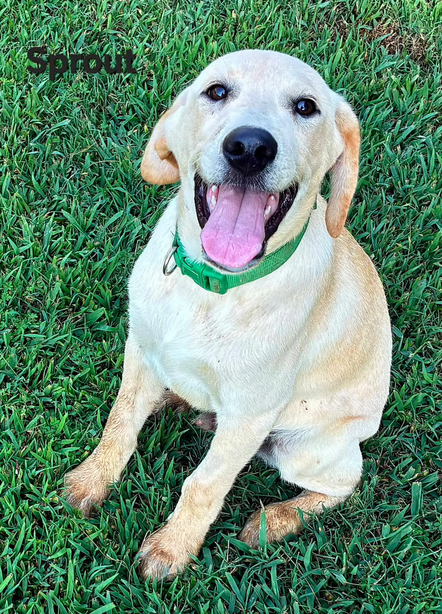 Puppy Sprout - Labrador Retriever