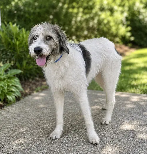 Corky - Poodle (Standard)