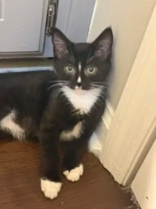 Kitten Master Goose - Tuxedo shorthair