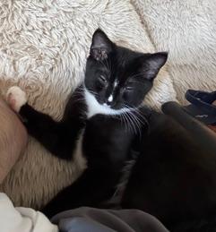 KITTEN MASTER GOOSE, photo 2