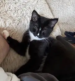 Kitten Master Goose image 2