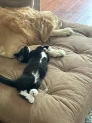 Kitten Master Goose image 3