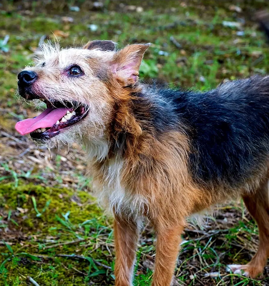 Maple - Terrier
