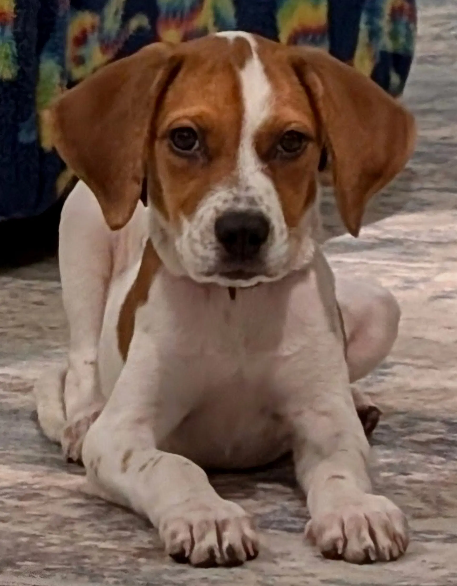 Puppy Buttons - Beagle