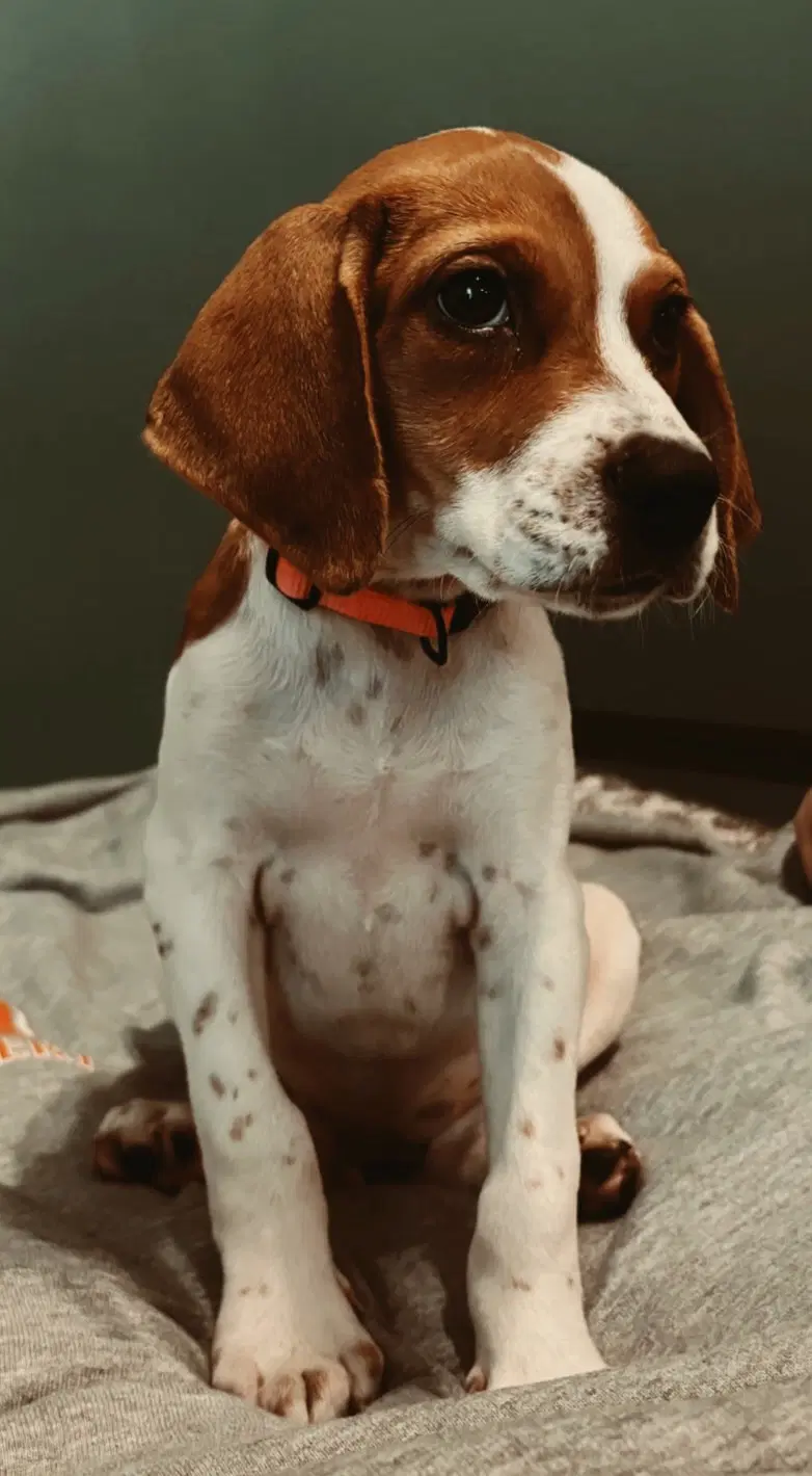 Puppy Buttons image 2