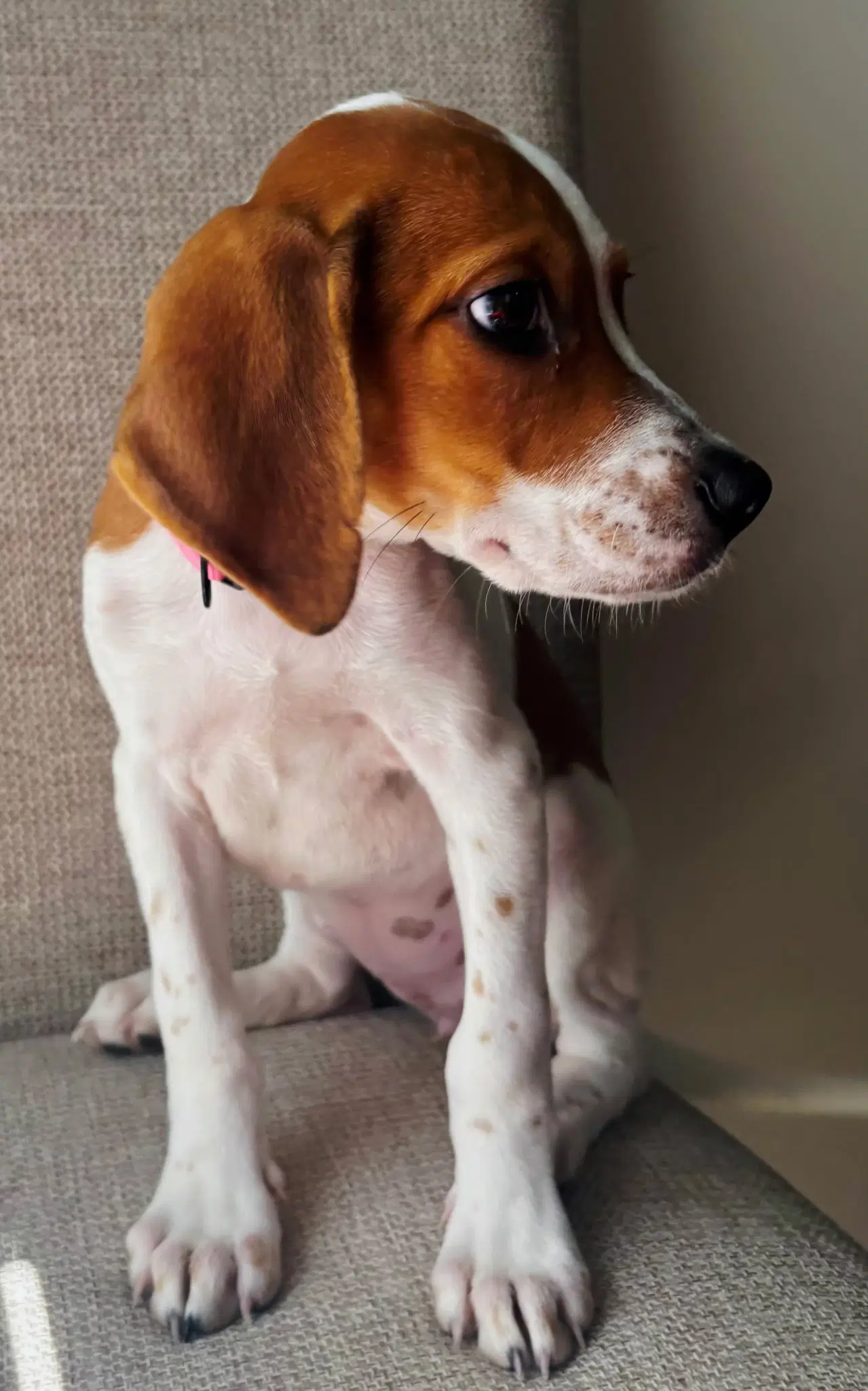 Puppy Buttons image 3