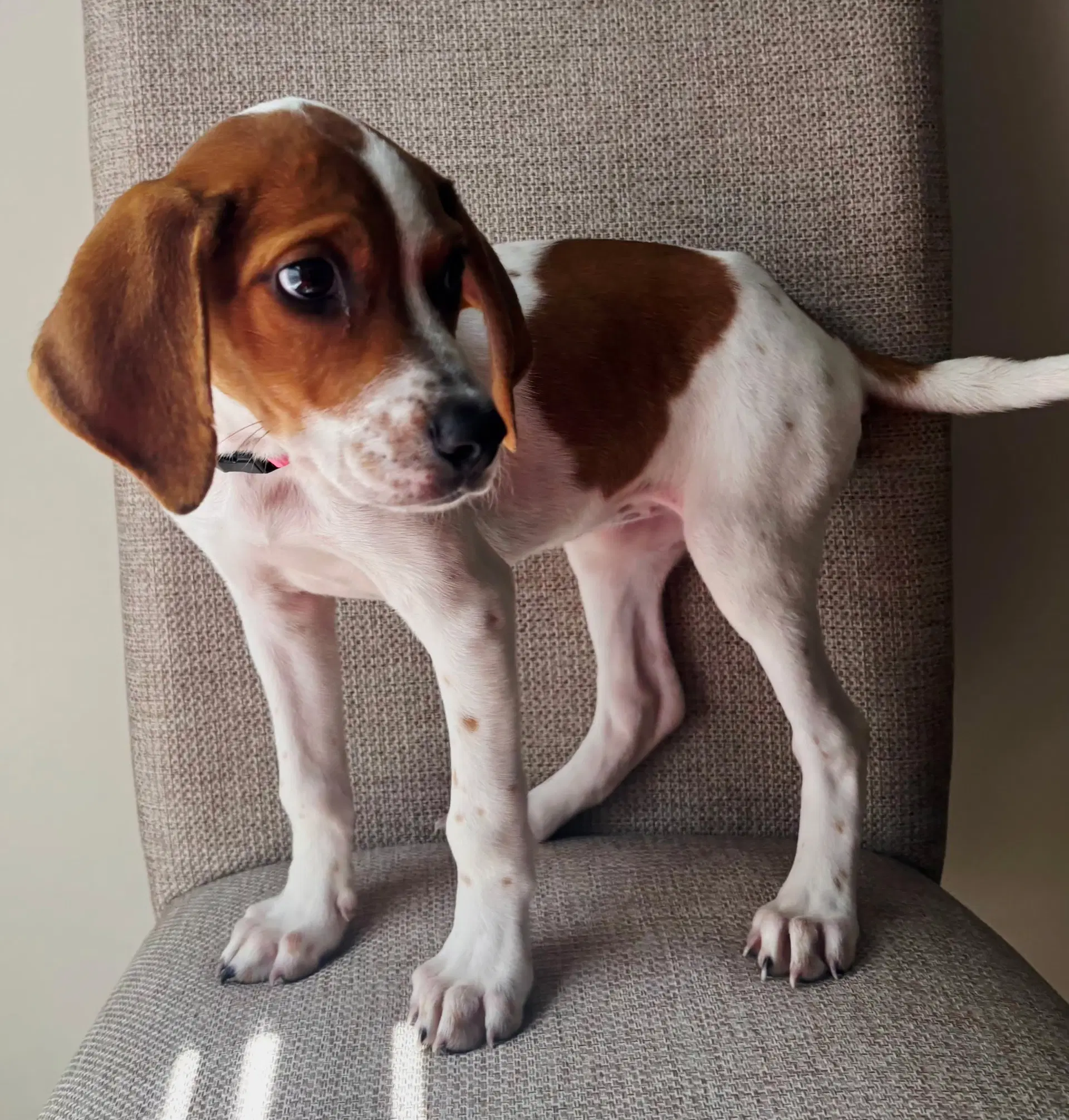 Puppy Buttons image 4