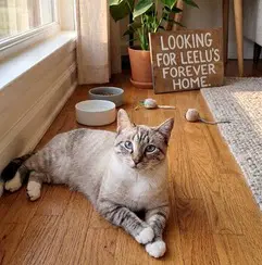 Leelu - Snowshoe