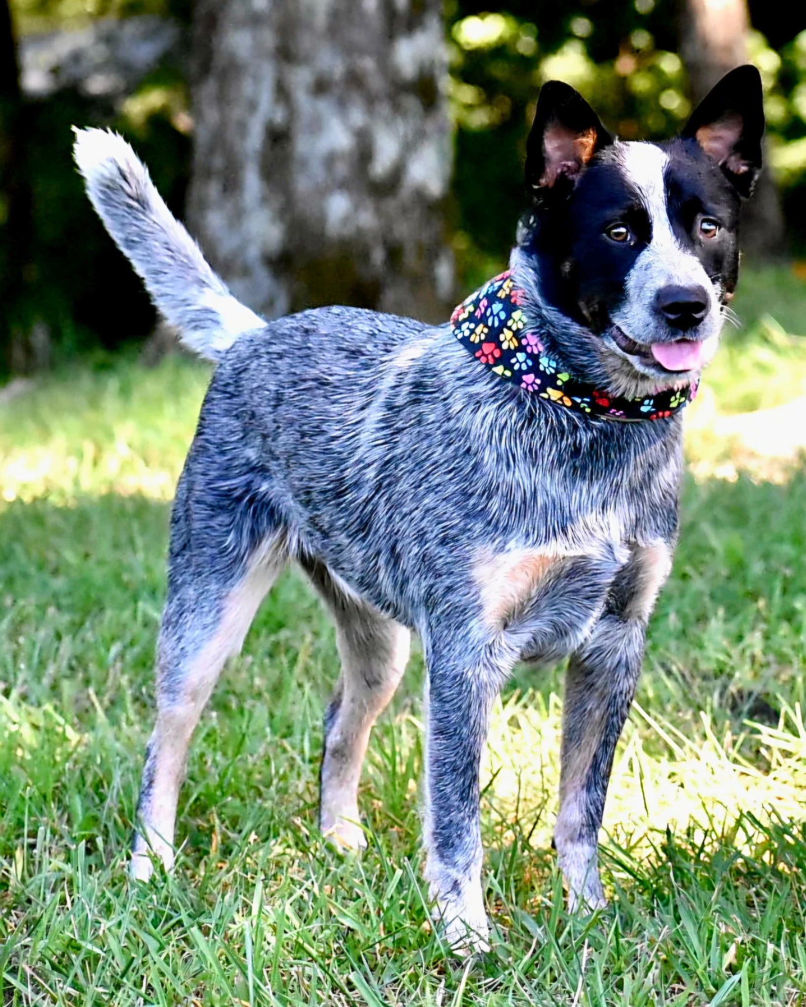 Zora