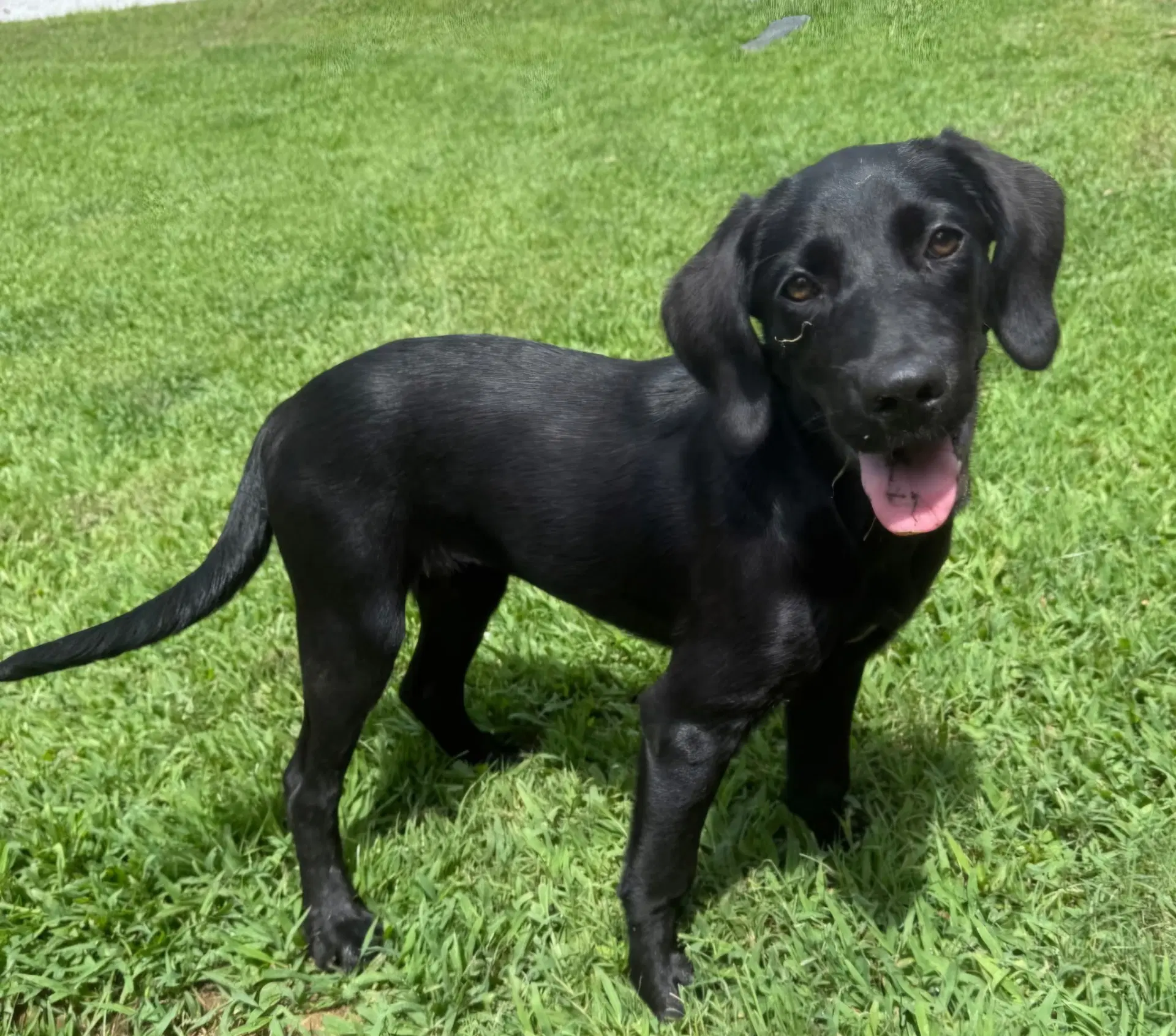 Puppy Opal - Black Labrador Retriever