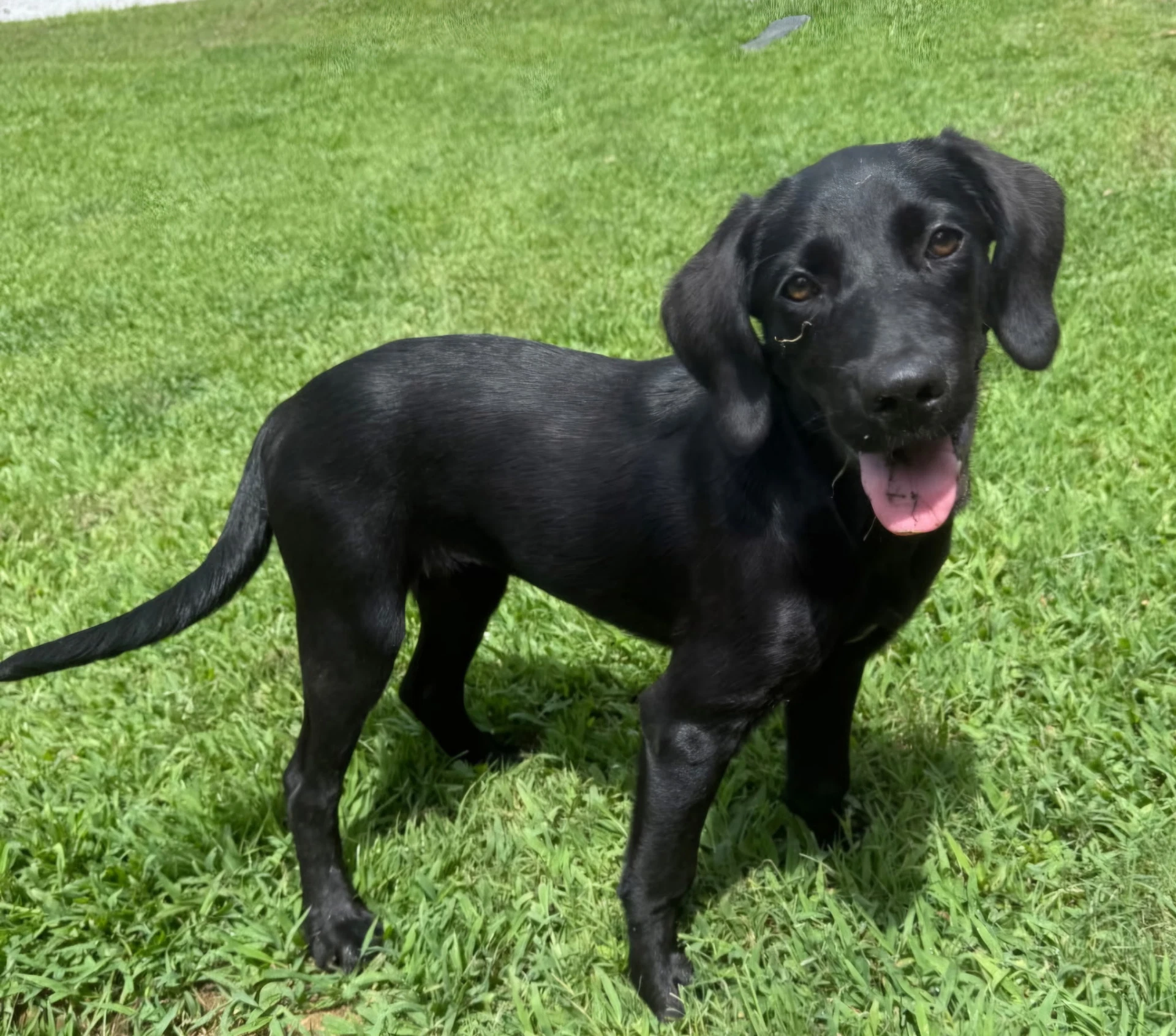 Puppy Opal