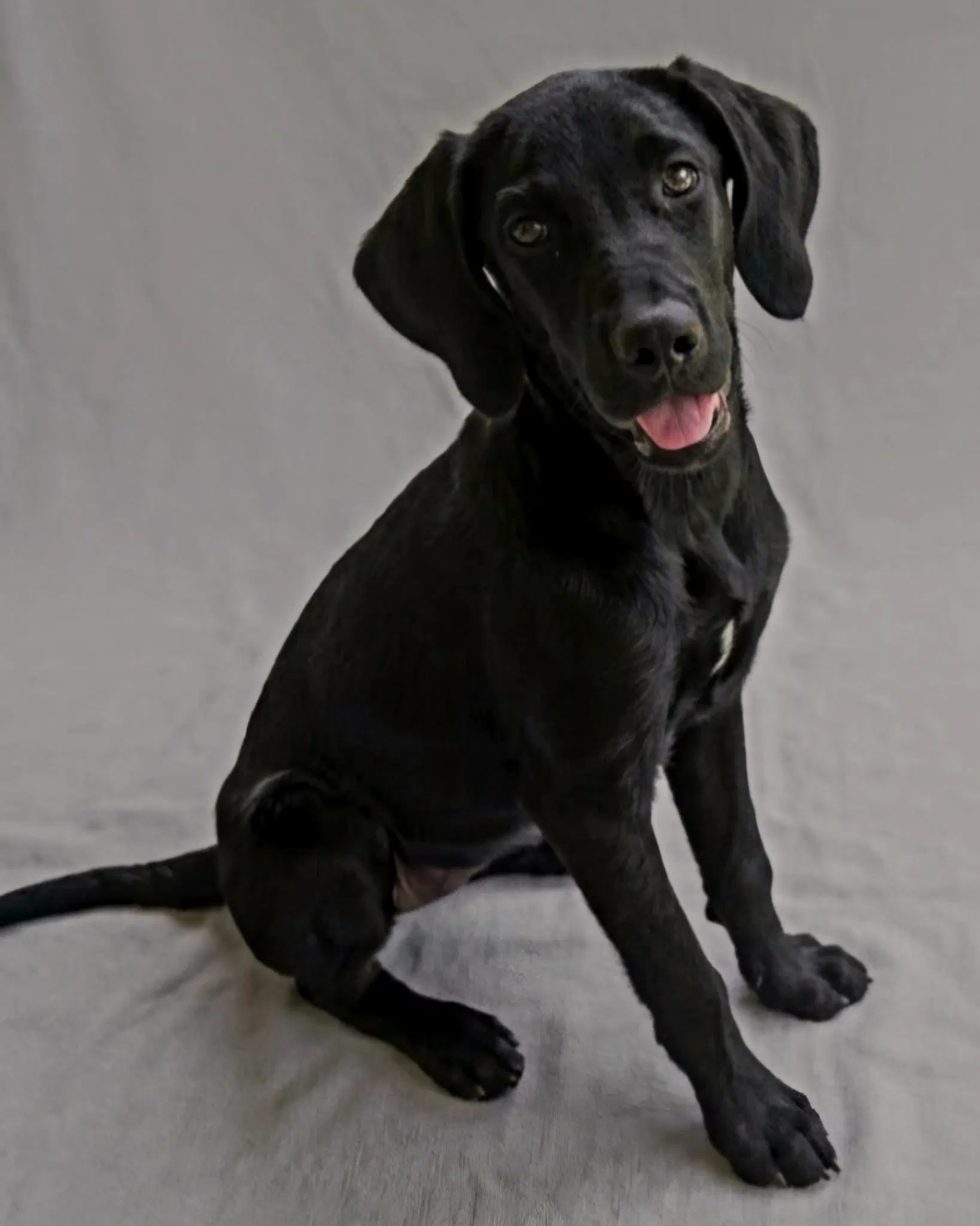 Puppy Opal image 2