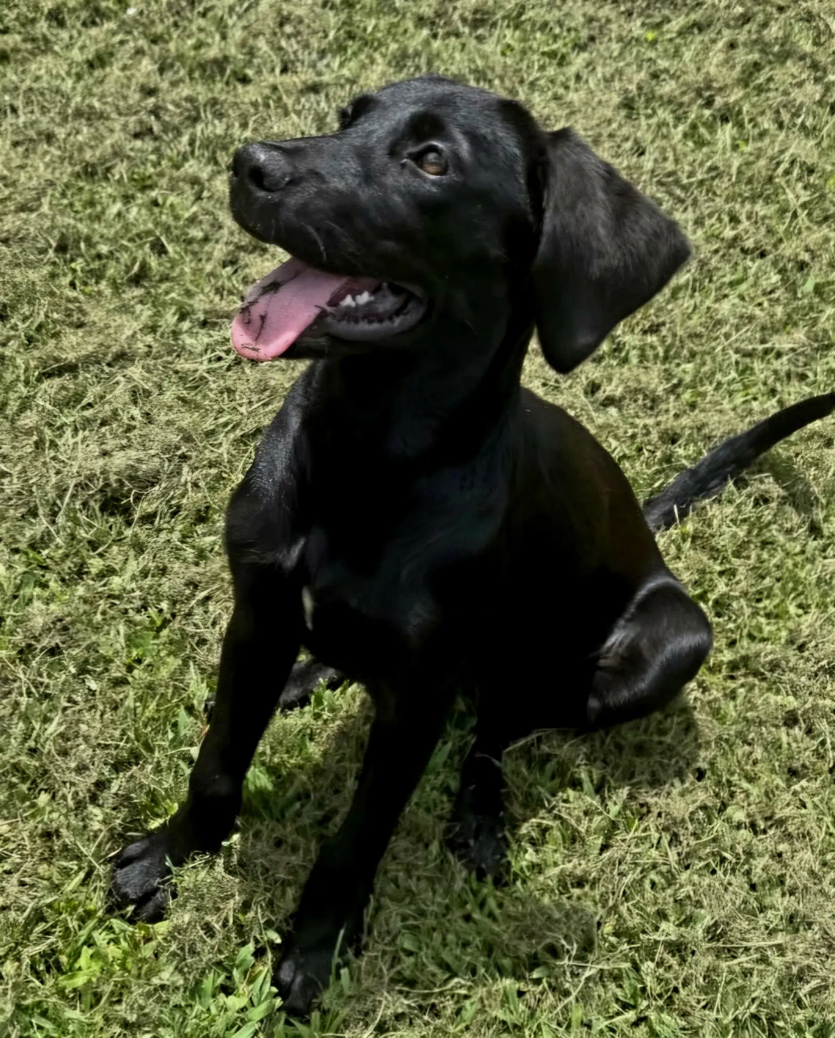 Puppy Opal image 3