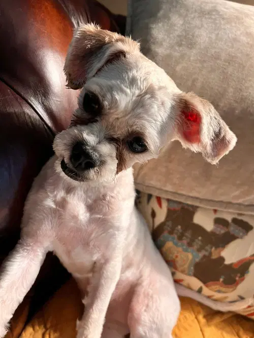 Sir Ziggy image 2