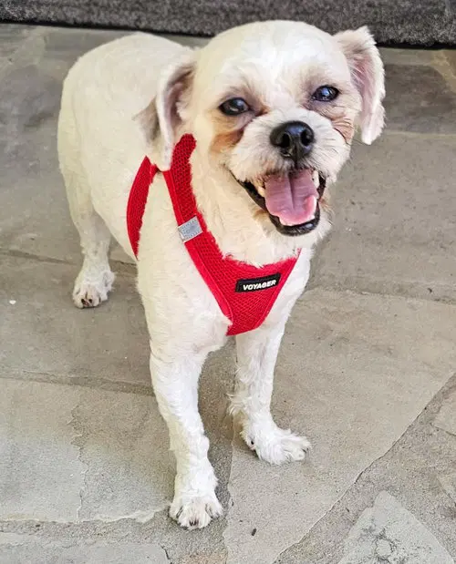 Sir Ziggy image 4