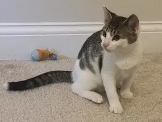 Kitten Sly - Domestic Short Hair