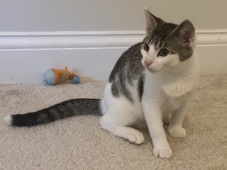 KITTEN SLY, a cat for adoption from Critter Cavalry Rescue