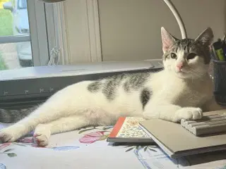Kitten Sly image 2
