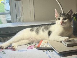 Photo 2 of KITTEN SLY