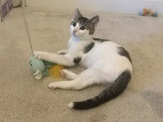 Kitten Sly image 3