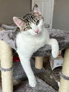 Kitten Sly - Domestic Short Hair