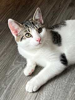 KITTEN SLY, photo 3