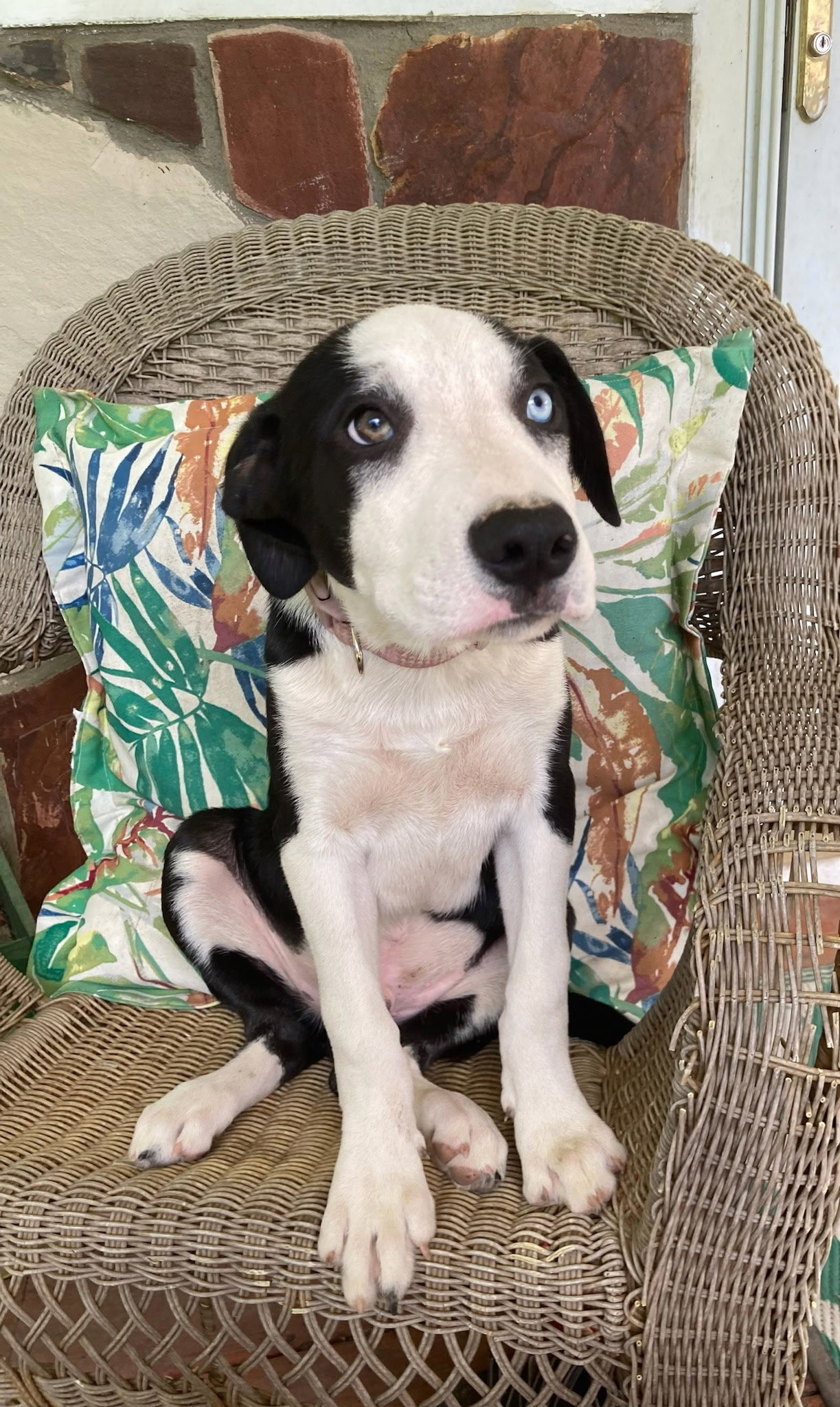 PUPPY RICHIE