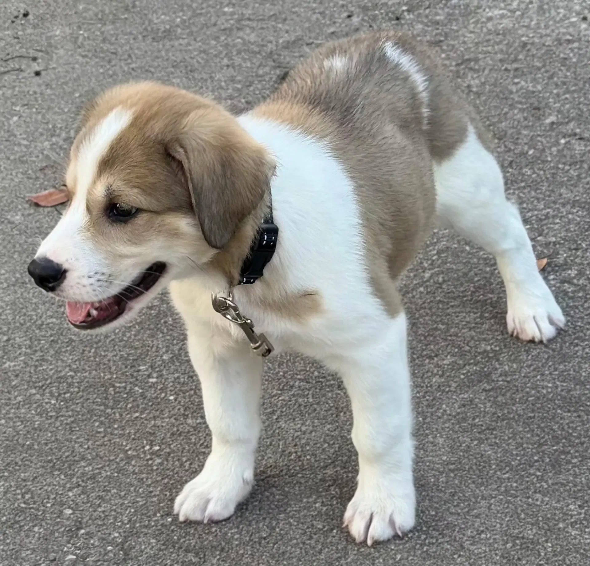 Puppy Marty image 2